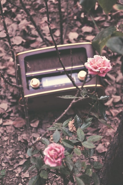 棕色和黑色收音机旁的粉红色花朵